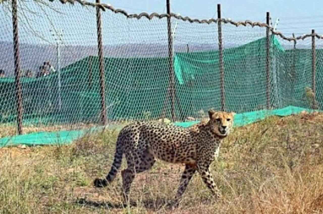 कूनो पार्क के बाड़े में शिफ्ट हुए 11 चीते, गले से रेडियो कॉलर हटाए गए, इस बात का सबसे ज्यादा डर