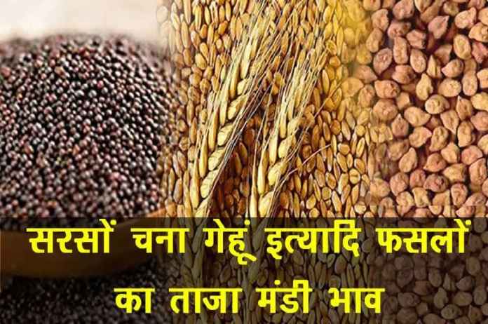 Aaj Ka Mandi Bhav: सरसों, चना व गेहूं के नए दाम आए सामने, जानिए- क्या महंगा, क्या सस्ता