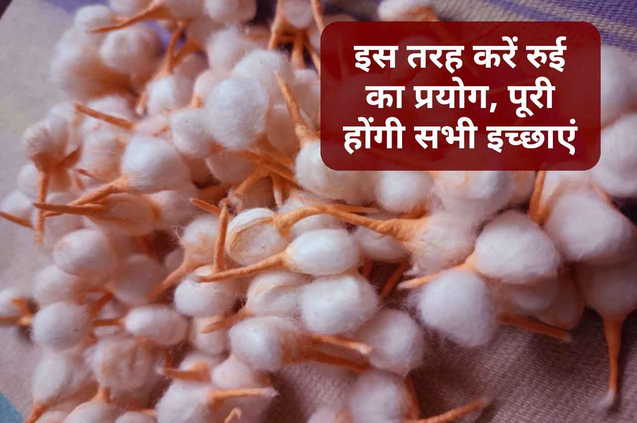 रुई के इन उपायों से पूरी होंगी आपकी सभी मनोकामनाएं