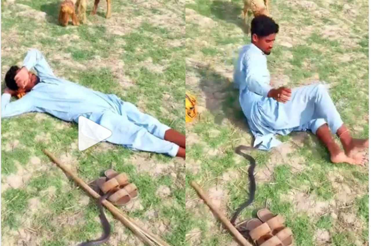 भेड़ चराने वाला रेस्ट कर रहा था, अचानक लिपट गया काला सांप, रोंगटे खड़े कर देगा ये वीडियो