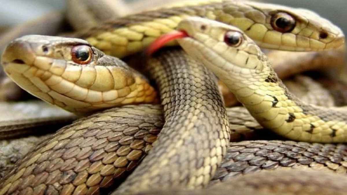 Beijing, 14 poisonous snakes at port of China