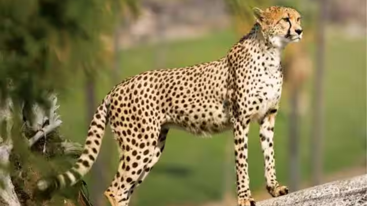 Tiger Project, Cheetah Deaths, Kuno National Park, Madhya Pradesh, Supreme Court