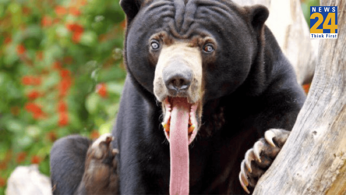 Chineese Sun Bear, Viral Video, World News, Chineese Zoo