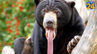 Chineese Sun Bear, Viral Video, World News, Chineese Zoo