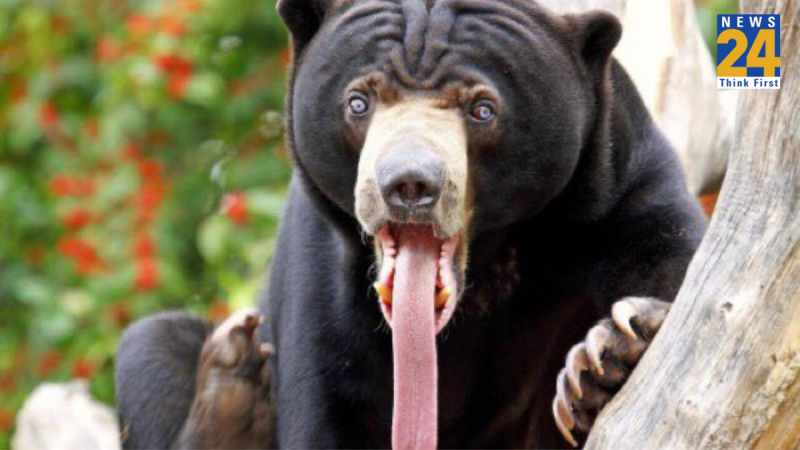 Chineese Sun Bear, Viral Video, World News, Chineese Zoo