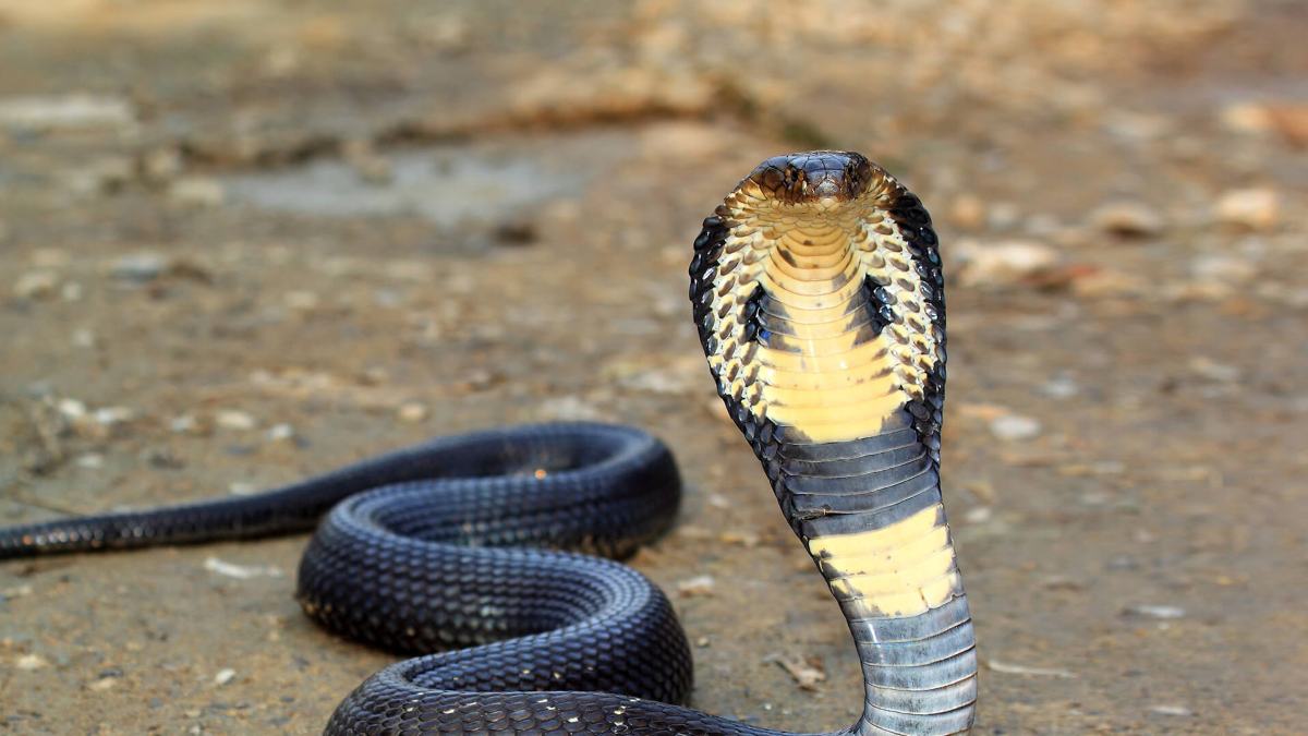 Cobra snake, Cobra snake sitting under pillow, Rajasthan News, Kota News