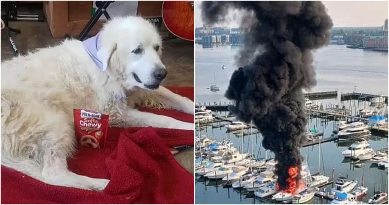 Dog save life, houseboat, Virginia, World News