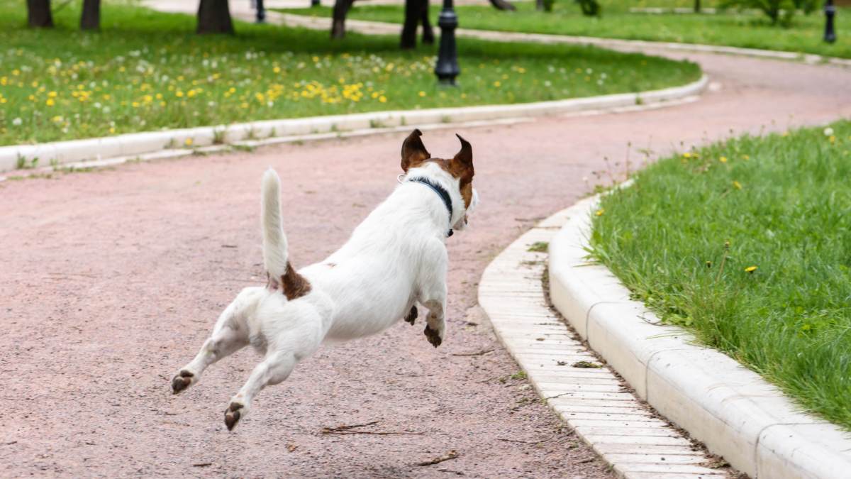 Dog Travelled 160 kms to Geneva Representational image