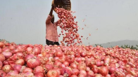 onion price, export duty, Narendra Modi Government