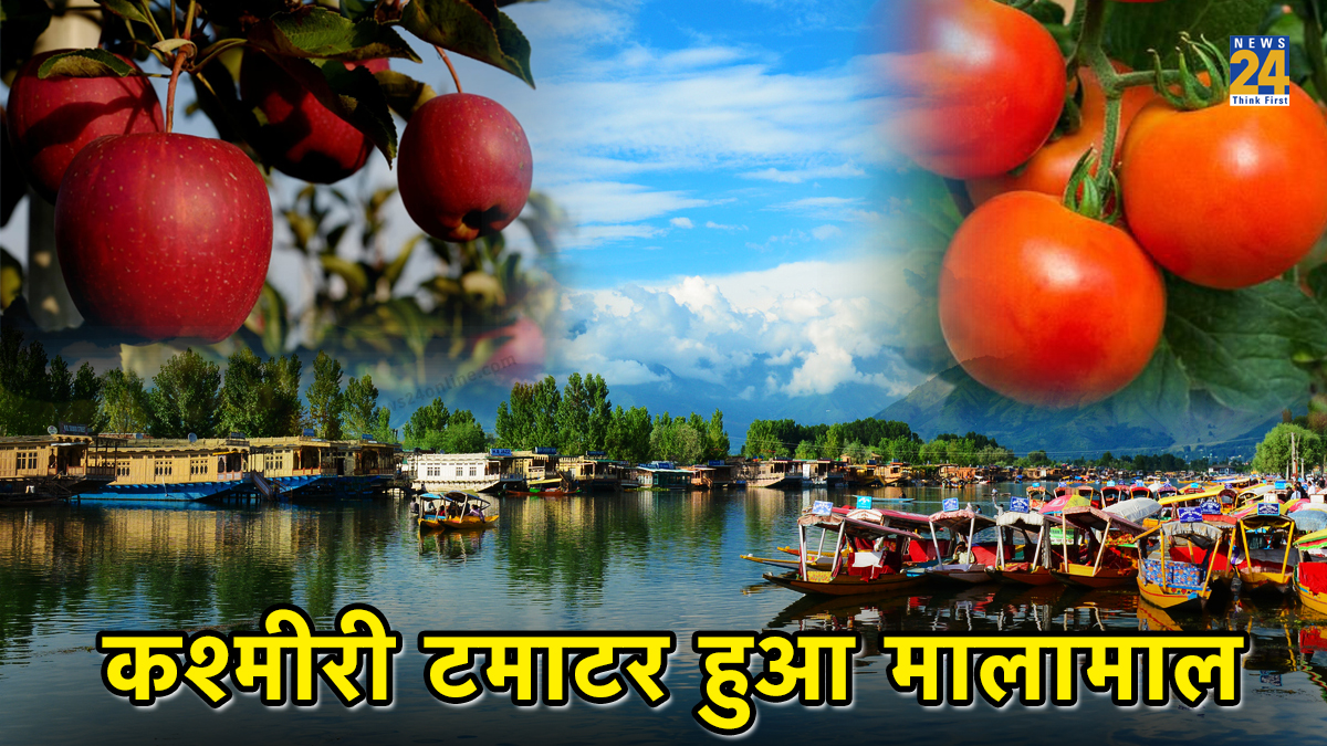 Tomato News, Tomato Update News, Kashmiri Apple, Kashmiri Tomato, Kashmir News
