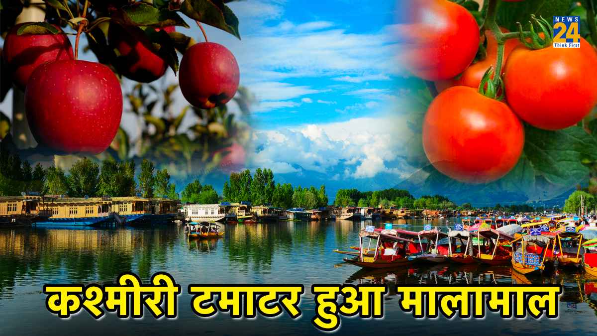 सेब को छोड़ कश्मीर से टमाटर मांग रहे लोग, भाव को जान उड़ जाएंगे होश