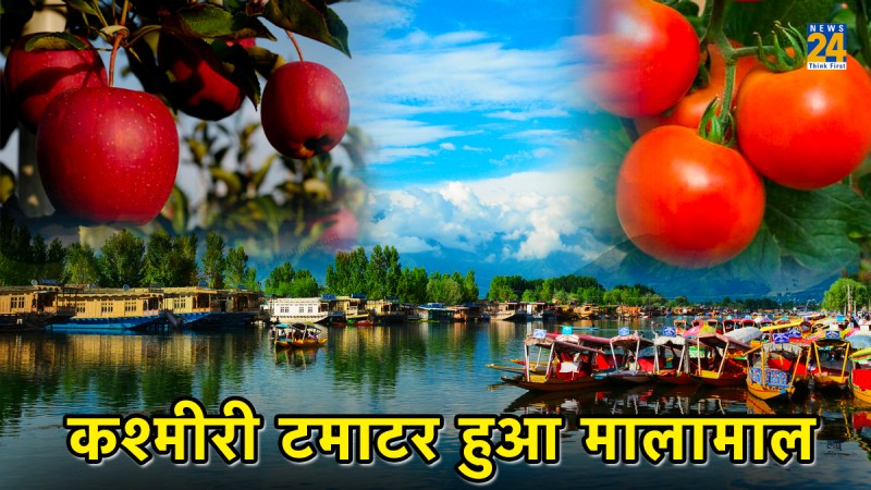 Tomato News, Tomato Update News, Kashmiri Apple, Kashmiri Tomato, Kashmir News