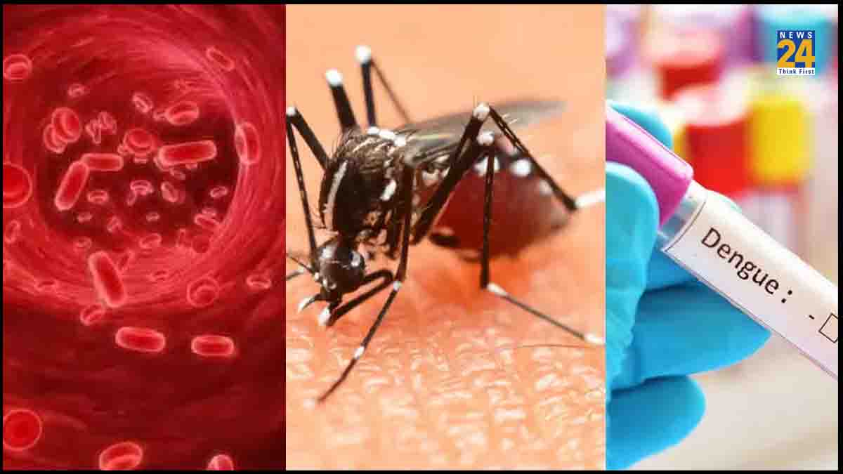 Health news, dengue, Platelets,viral infection, dengue fever, dengue mosquito