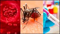 Health news, dengue, Platelets,viral infection, dengue fever, dengue mosquito