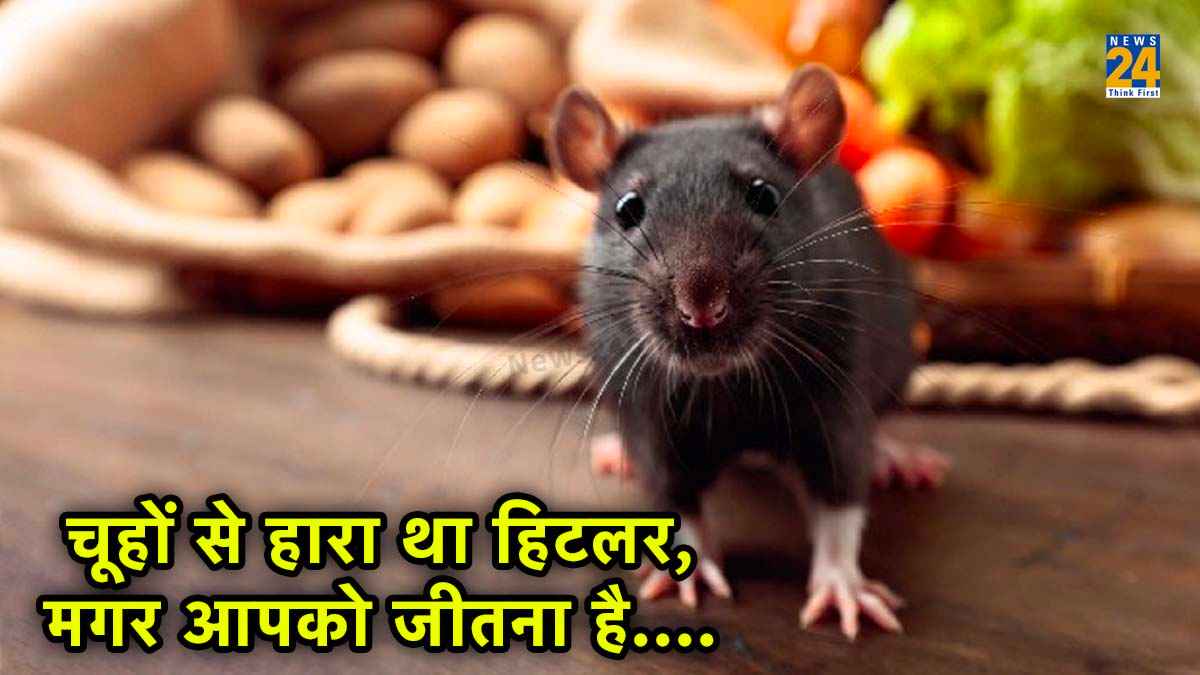Rodent Free Home: घर-दफ्तर में चूहों से परेशान तो अपनाएं ये 7 आसान ट्रिक्स, पक्का दोबारा नहीं आएंगे