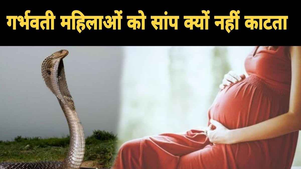 खुल गया राज! गर्भवती महिलाओं को इस वजह से नहीं काटते हैं जहरीले सांप, वजह कर देगी हैरान