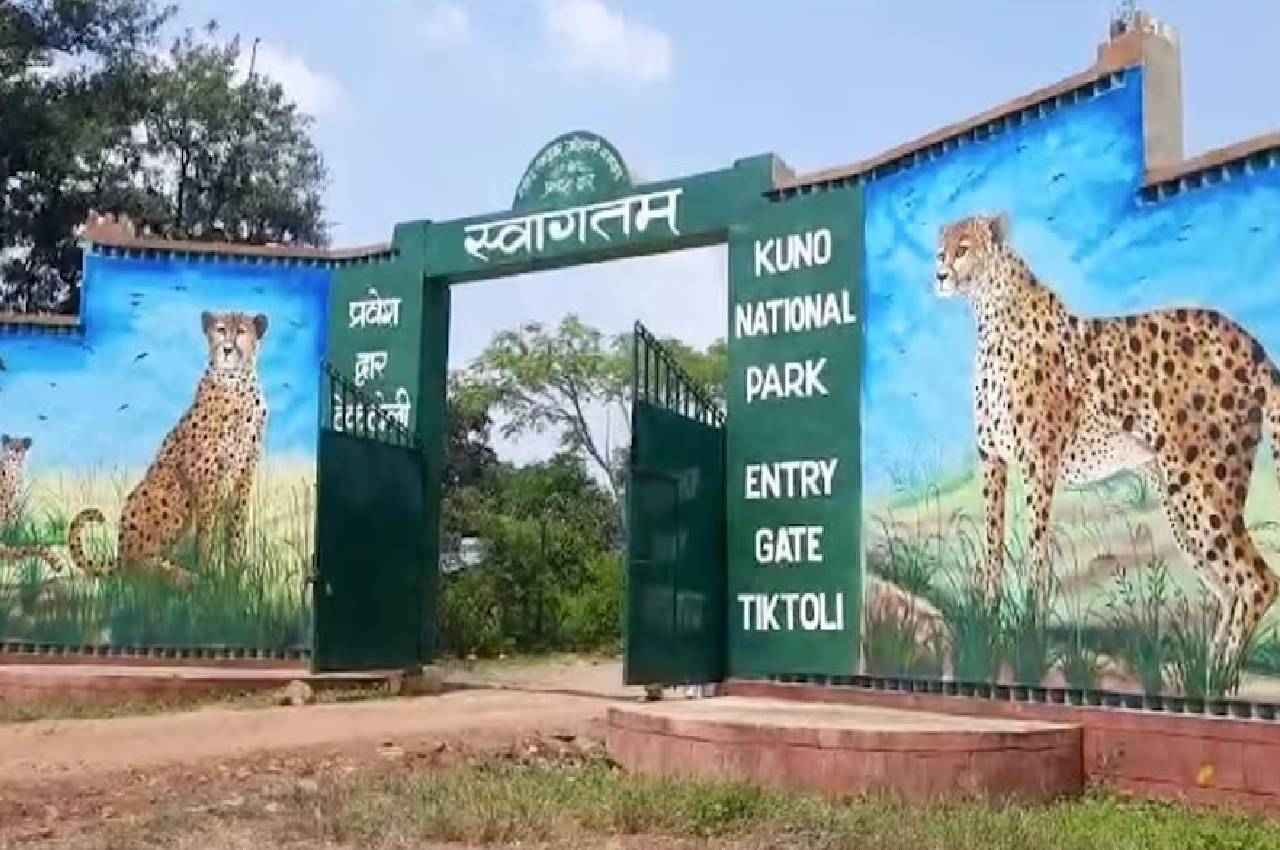 कूनो चीता परियोजना में नहीं होगा कोई बदलाव, ऐसा होने पर योजना को माना जाएगा सफल