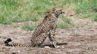 Kuno Cheetah Project