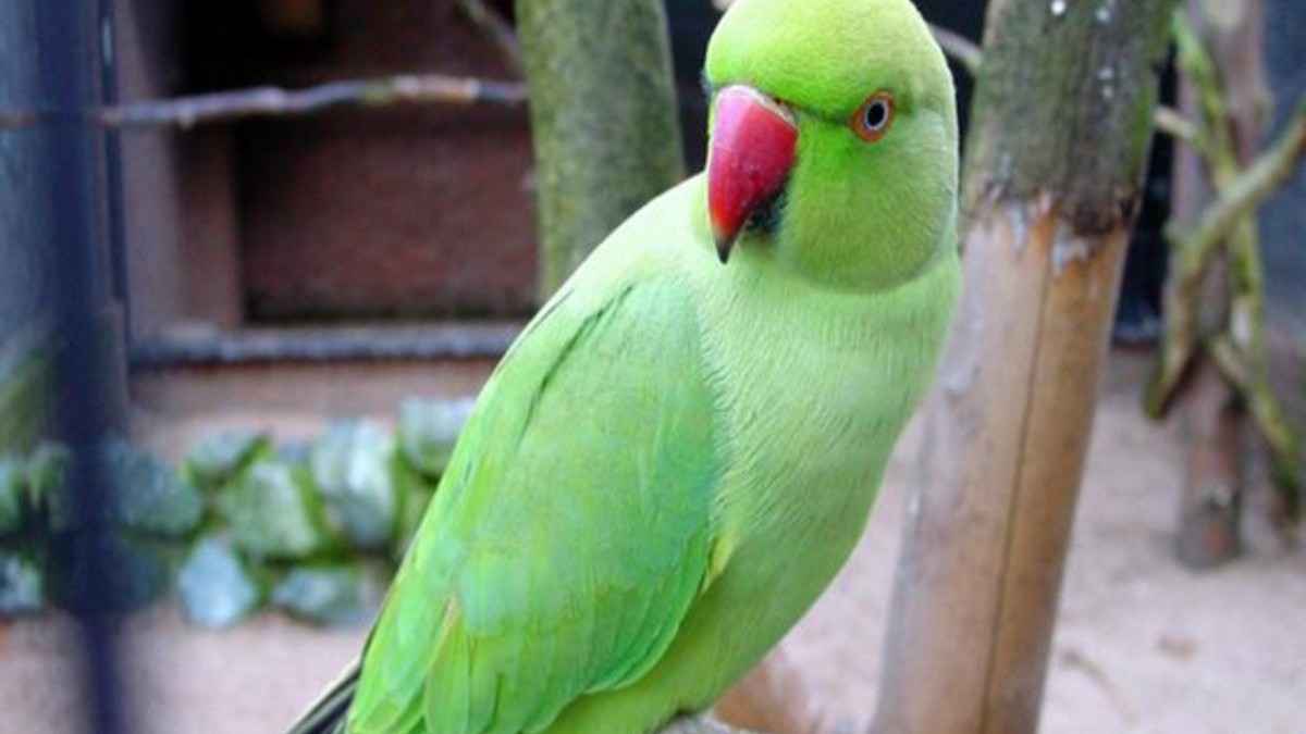 यूपी की पुलिसवाली का बड़ा ऐलान, बोली- मेरा तोता ढूंढ़ कर लाओ, दूंगी मोटा इनाम
