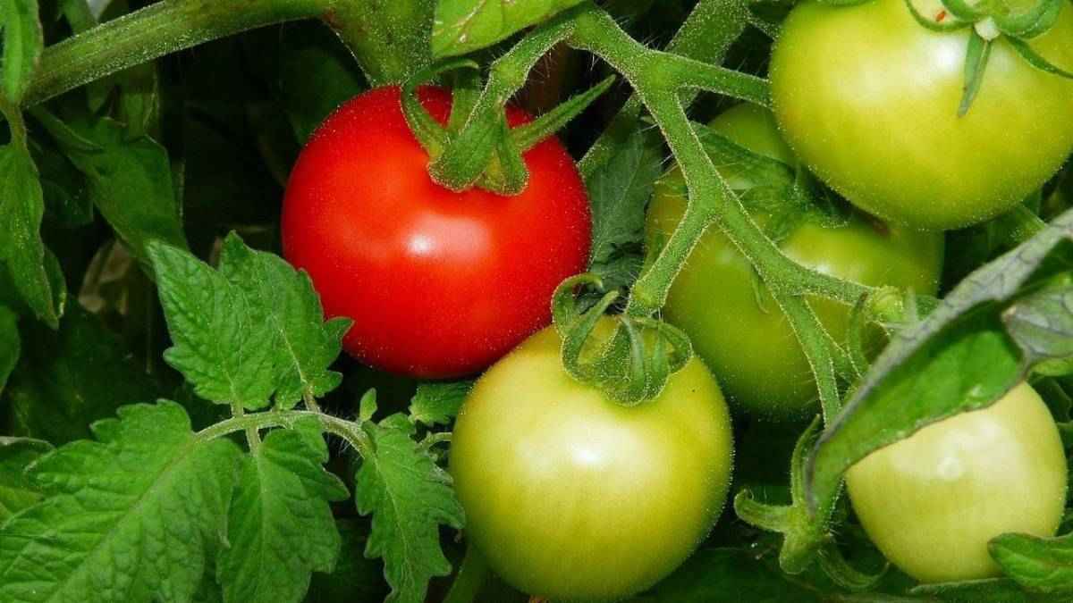 हे भगवान! कच्चा टमाटर ही ले गए चोर, किसान को खेत में करनी पड़ गई ये जुगत