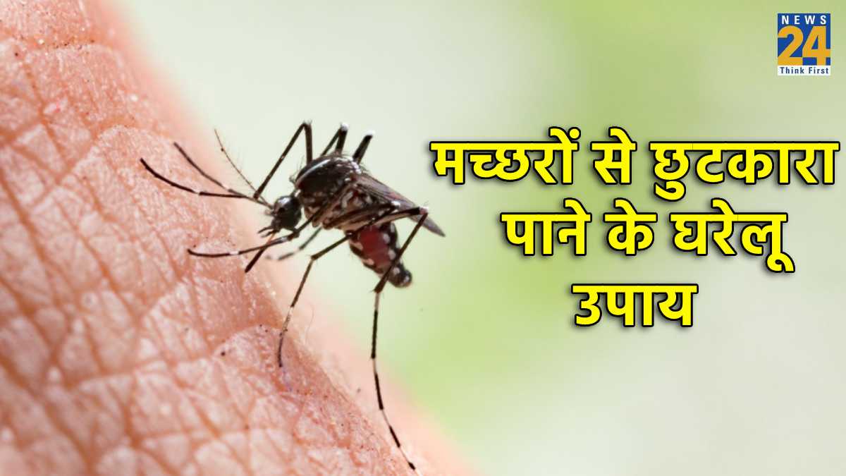 Mosquitoes, Mosquitoes Home Remedies, machar bhagane ka tarika