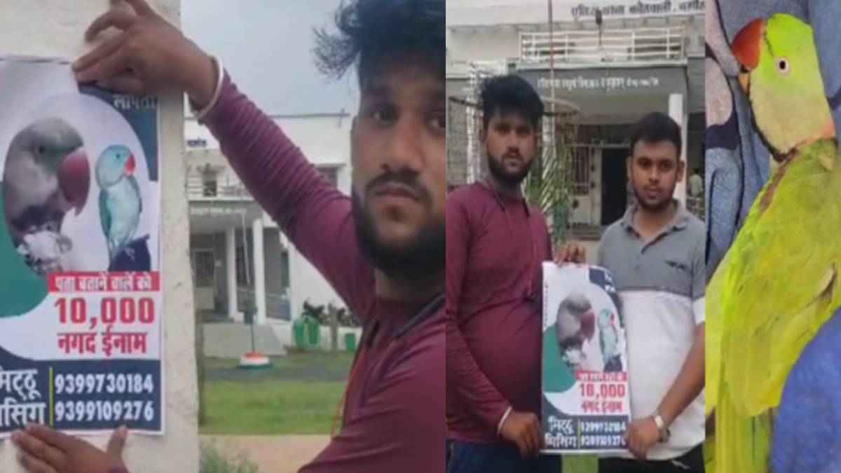 MP में मालिक का अनोखा तोता प्रेम, खोजने वाले को मिलेगा इतने हजार का नाम, सालों से खोज रहा परिवार