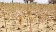 Rajasthan Weather Alert, Crops Burn In various District of State