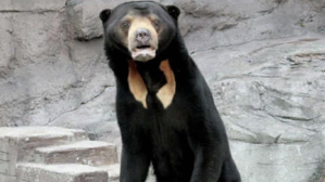 Chineese Sun Bear, Viral Video, World News, Chineese Zoo