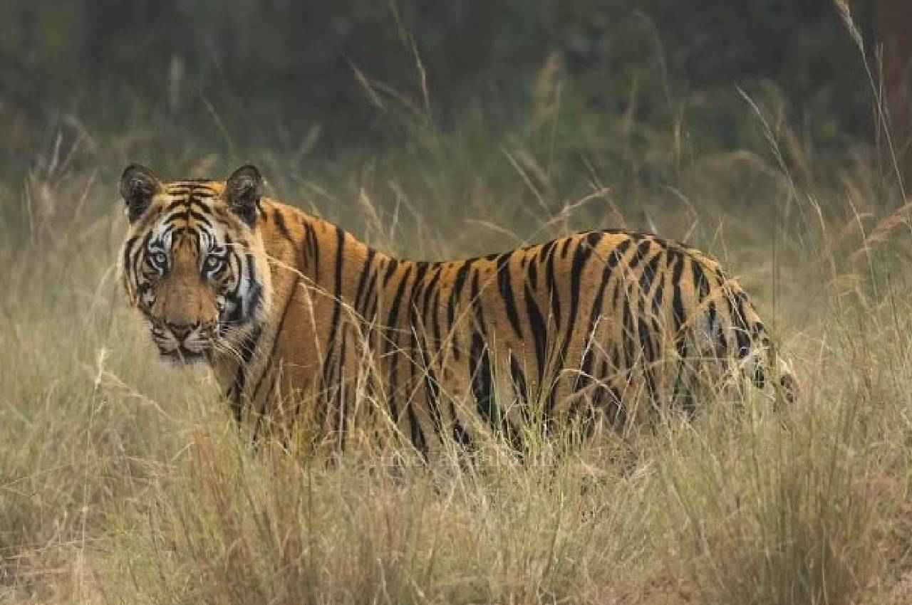 mp tiger state
