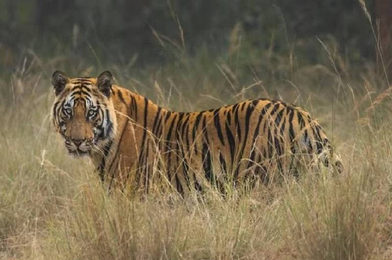 mp tiger state