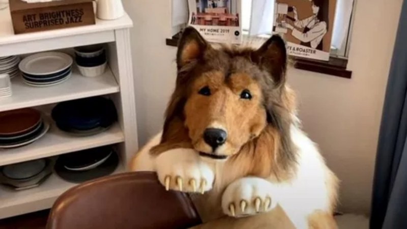 Toco Japan Dog Man