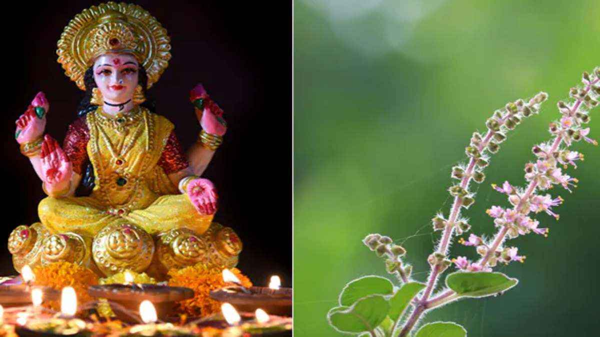 Tulsi, Tulsi Plant Mistakes, Tulsi Upay, Tulsi Remedy