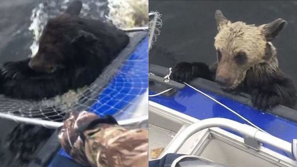 fishermen save cubs life