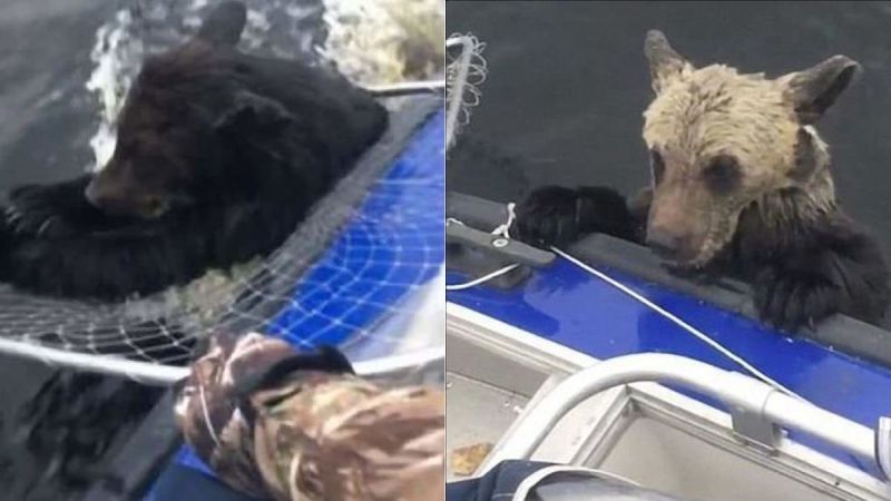 fishermen save cubs life