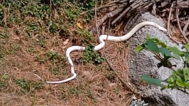 white snake, Viral Video, animal viral video, Wild life video