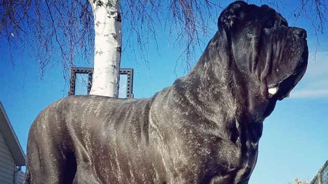 World's Biggest Puppy, Euphrates, american molossus, dog breeds