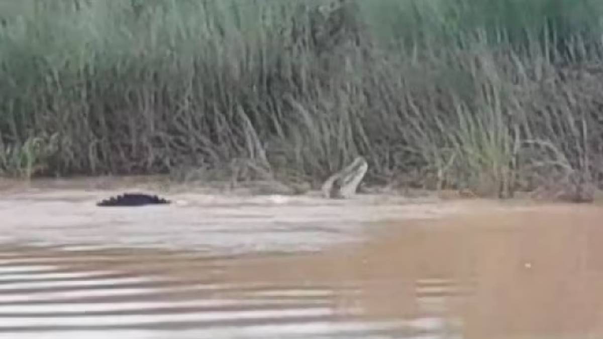 Crocodile drags woman Birupa river Amathpur Bari tehsil