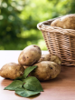 potato for weight loss health tips