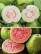 benefits of guava health tips