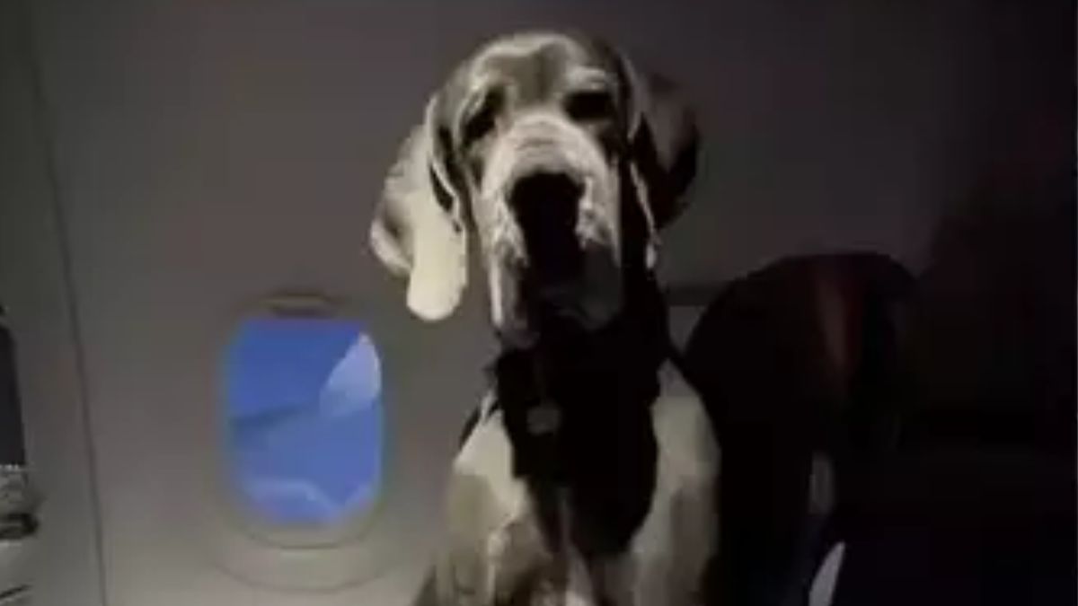 Big Dog At American Airlines