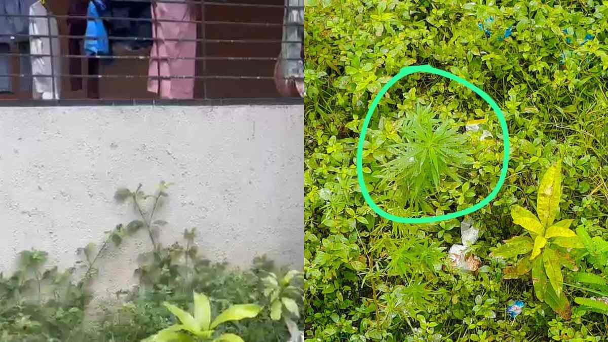 hemp plants found gujarat university hostel campus