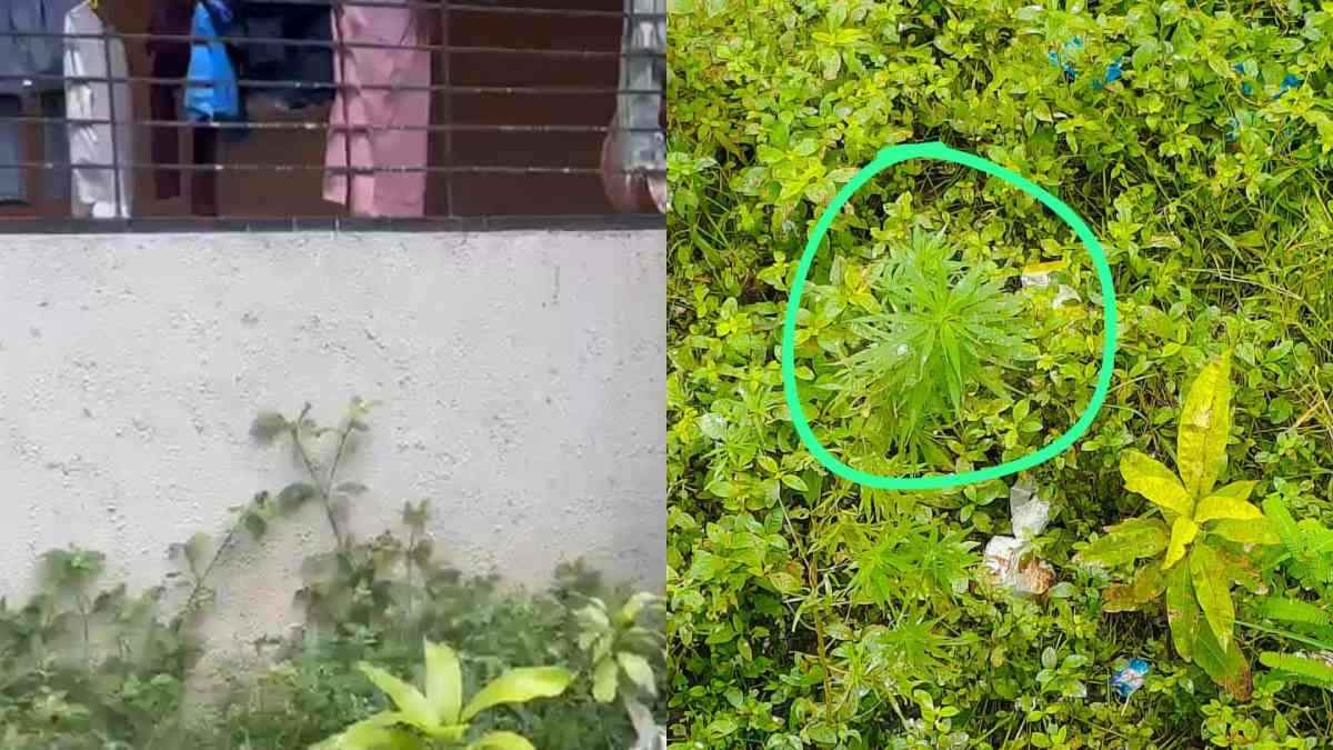 इस यूनिवर्सिटी के कैंपस में गांजे के पौधे मिलने से हड़कंप, छात्र संगठनों ने लगाया ये आरोप