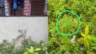 hemp plants found gujarat university hostel campus