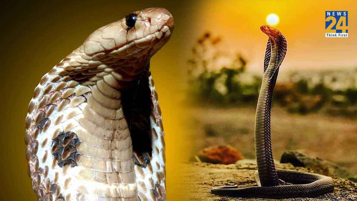 Nag Panchami 2023: बीन की धुन पर नहीं नाचते सांप, दूध भी नहीं पीते; स्टोरी पढ़कर दूर कर लें ये 6 भ्रम