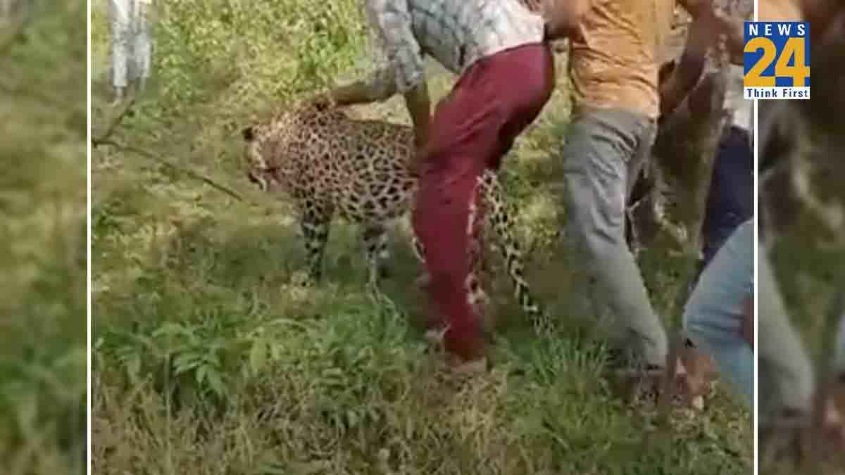 Watch Video: हद है... खूंखार तेंदुए को गांव के लोगों ने बनाया 'बकरी', सेल्फी ली, रील्स भी बनाई