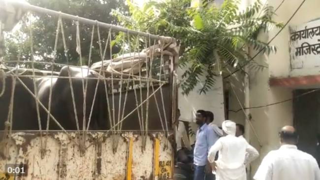 jaipur News, Jaipur chomu news, Buffalo News, rajasthan news