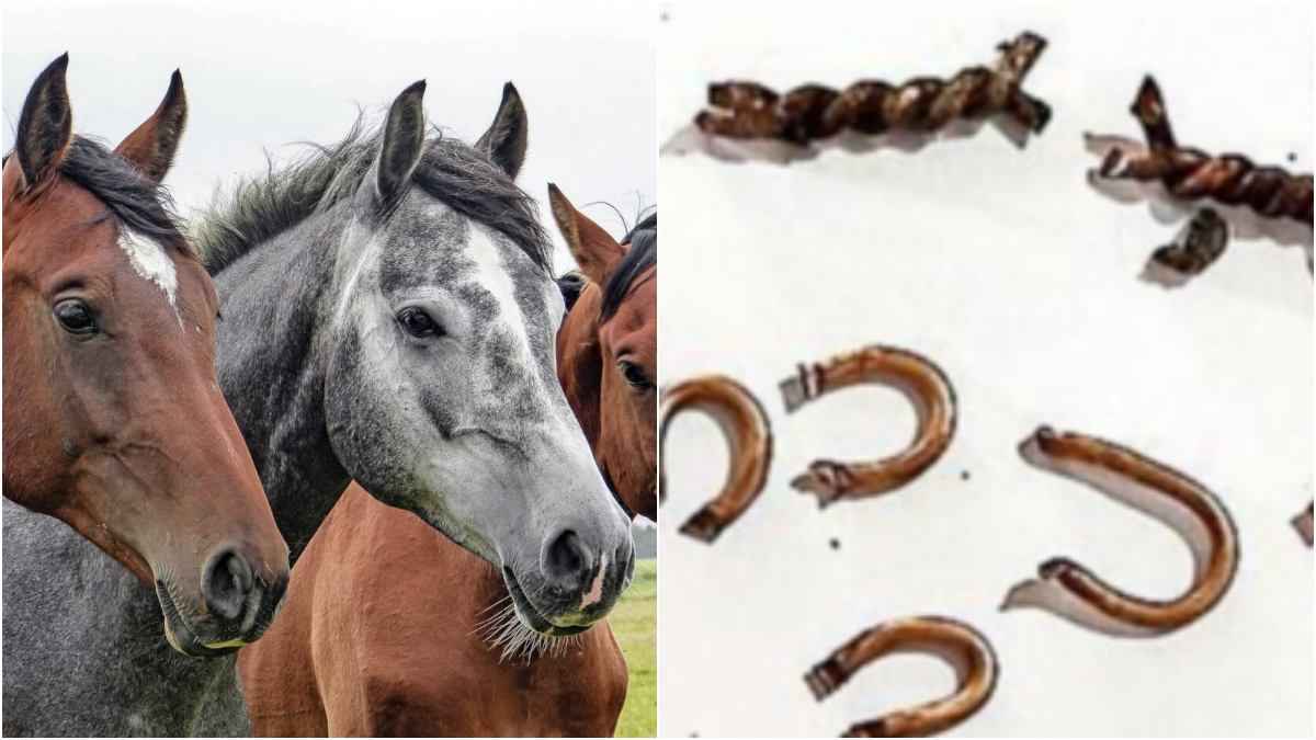 बांझ बनाने के लिए लोहे के तारों से सिल दिए घोड़ियों के प्राइवेट पार्ट, डॉक्टर भी सहम गए