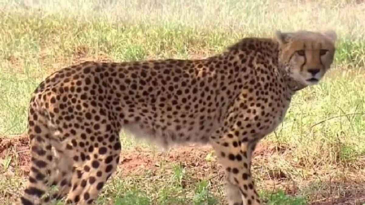 कूनो में मादा चीता की पोस्टमार्टम रिपोर्ट आई सामने, इस वजह से हुई थी मौत