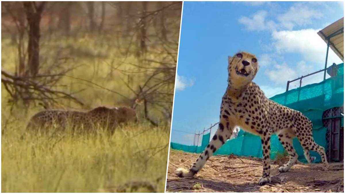 खुशखबरी: कूनो में जल्द होगा पर्यटकों को चीतों का दीदार, 180 हेक्टेयर में बनेगी सफारी