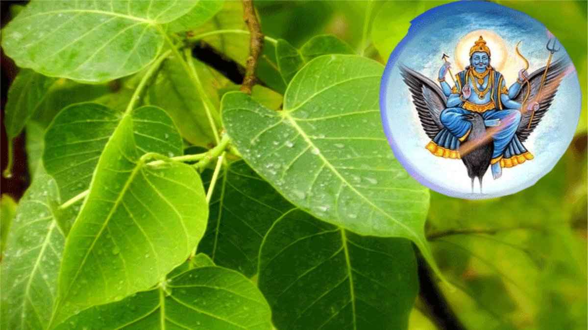 पीपल के पत्ते का सिर्फ ये एक उपाय दिलाएगा शनि और पितृ दोष से छुटकारा, खुशहाली में बीतेगी पूरी जिंदगी